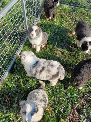 pui border collie cu pedigree  - imagine 2