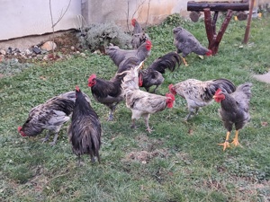 Vand 1 pereche de playmuth si 1 per de australorp. - imagine 4