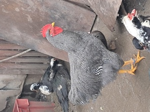 Vand 1 pereche de playmuth si 1 per de australorp. - imagine 2