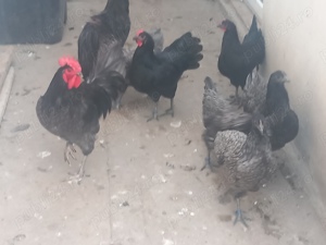 Vand 1 pereche de playmuth si 1 per de australorp. - imagine 3