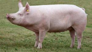 Vand porci   purcei Marele Alb si Mangalita