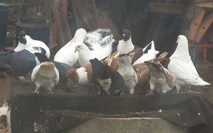 Vând pui porumbei găinari. - imagine 3