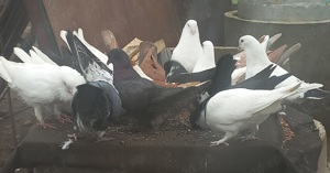 Vând pui porumbei găinari. - imagine 5