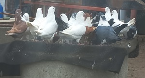 Vând pui porumbei găinari. - imagine 4