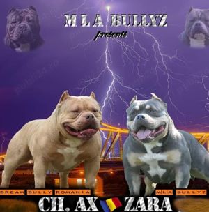 Mascul American bully pocket