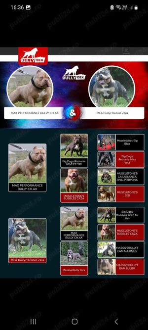 Mascul American bully pocket  - imagine 4 Mascul American bully pocket  - imagine 4