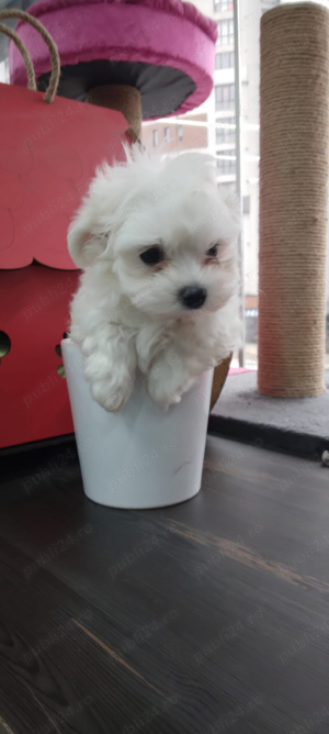 bichon maltez alb toy - imagine 3