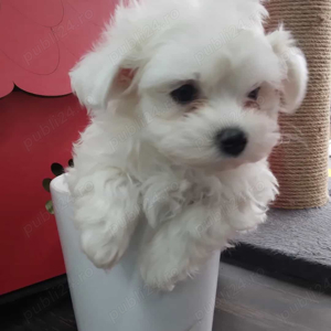 bichon maltez alb toy - imagine 2