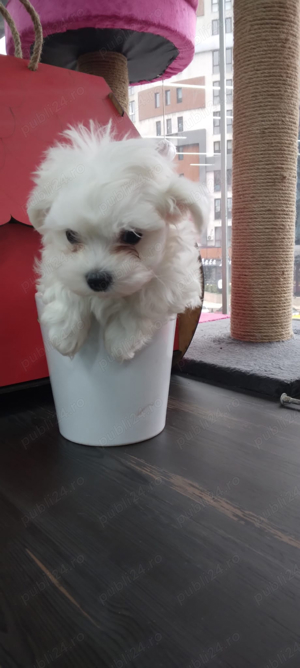 bichon maltez alb toy - imagine 4
