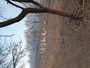 Vind giste  crescute la curte. - imagine 2