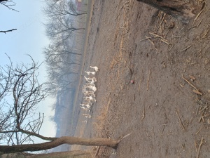 Vind  giste crescute  în gospodarie.