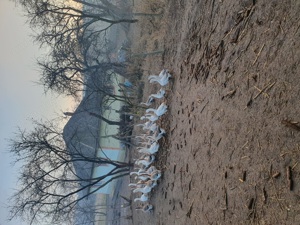 Vind  giste crescute  în gospodarie. - imagine 3