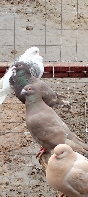 Porumbeii voiajori Brown  - imagine 3