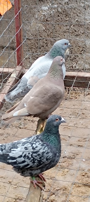 Porumbeii voiajori Brown  - imagine 2