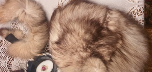 Caciuli dama - imagine 2