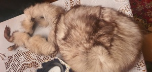 Caciuli dama - imagine 5