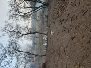 Vind giste  crescute la curte. - imagine 5