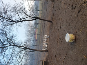 Vind giste  crescute la curte.