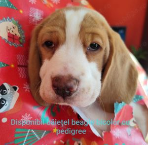 Pui beagle cu pedigree