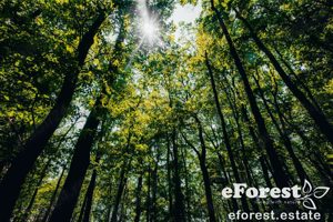 eForest teren rezidential la padure, Crevedia