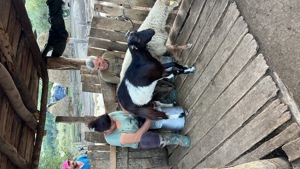 Capre de vanzare - imagine 2