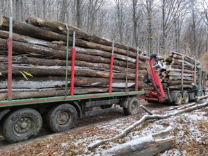 SC vinde lemn de foc Fag uscate sau verzi tăiate la dimensiunea dorită oferim factura și bon fiscal 