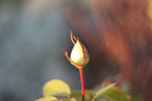 DSRL Canon 20D+baterie+ obiective accesorii opționale  - imagine 5