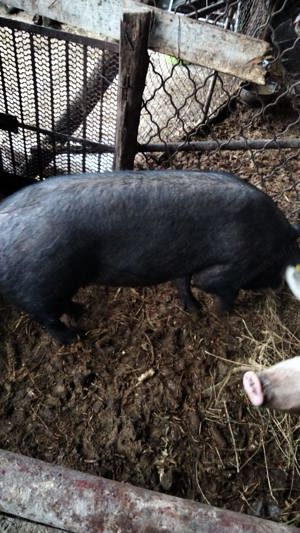 Porci de vânzare. Oferim transport 