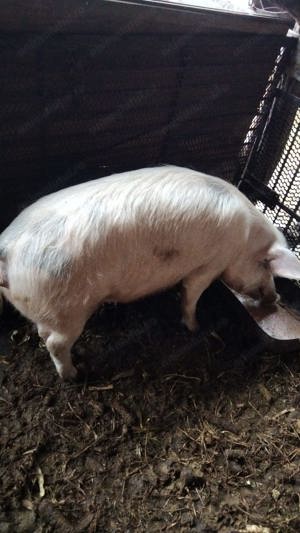 Porci de vânzare. Oferim transport  - imagine 3