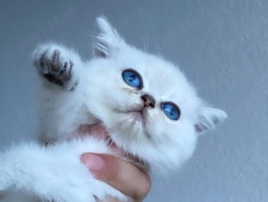 British Shporthair Watch Tabby  - imagine 2