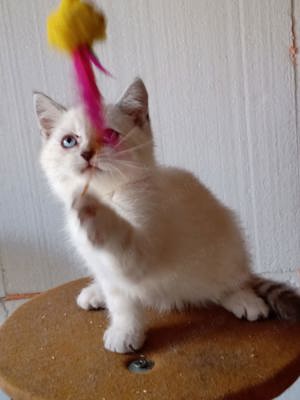 British Shorthair White Tabby 