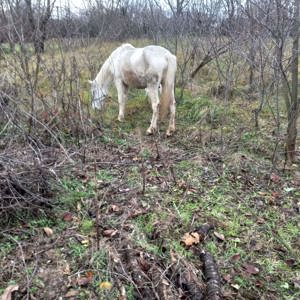 vand urgent cal de rasa  - imagine 2