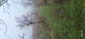 Vie de vanzare mâsca măderat - imagine 4 Vie de vanzare mâsca măderat - imagine 4