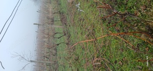 Vie de vanzare mâsca măderat