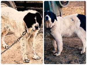 Ciobănesc de Bucovina  - imagine 4 Ciobănesc de Bucovina  - imagine 4