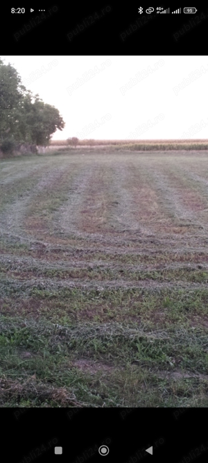 Teren de inchiriat ,suprafata 8400 m 2  in Carpinis Timis pe drumul DN 59A    - imagine 19