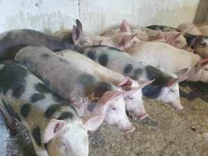 Grasunii 40 45 kg ..