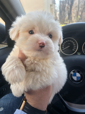 bichon maltez alb 2 luni - imagine 2