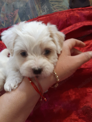 bichon maltez alb 2 luni vaccinat