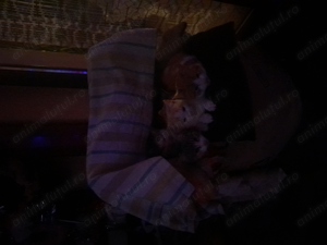 Animalute de companie  - imagine 2