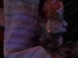 Animalute de companie 