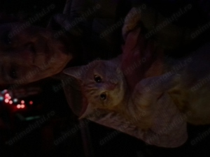 Animalute de companie  - imagine 3