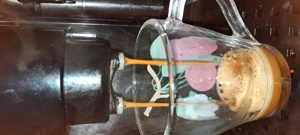 Espressor DeLonghi Caffe Corso  - imagine 3