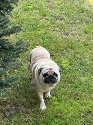 Mascul PUG caut partenera