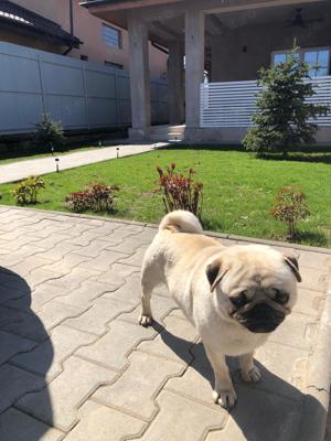 Mascul PUG caut partenera - imagine 5
