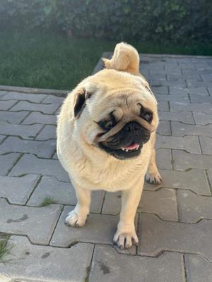 Mascul PUG caut partenera - imagine 2