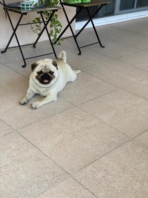 Mascul PUG caut partenera - imagine 3