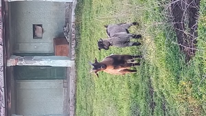 Vand capra pitica nigeriana gestanta