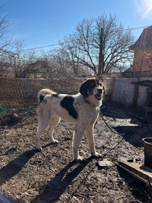 Asia Centrala Femela - imagine 2