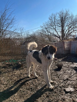 Asia Centrala Femela - imagine 3